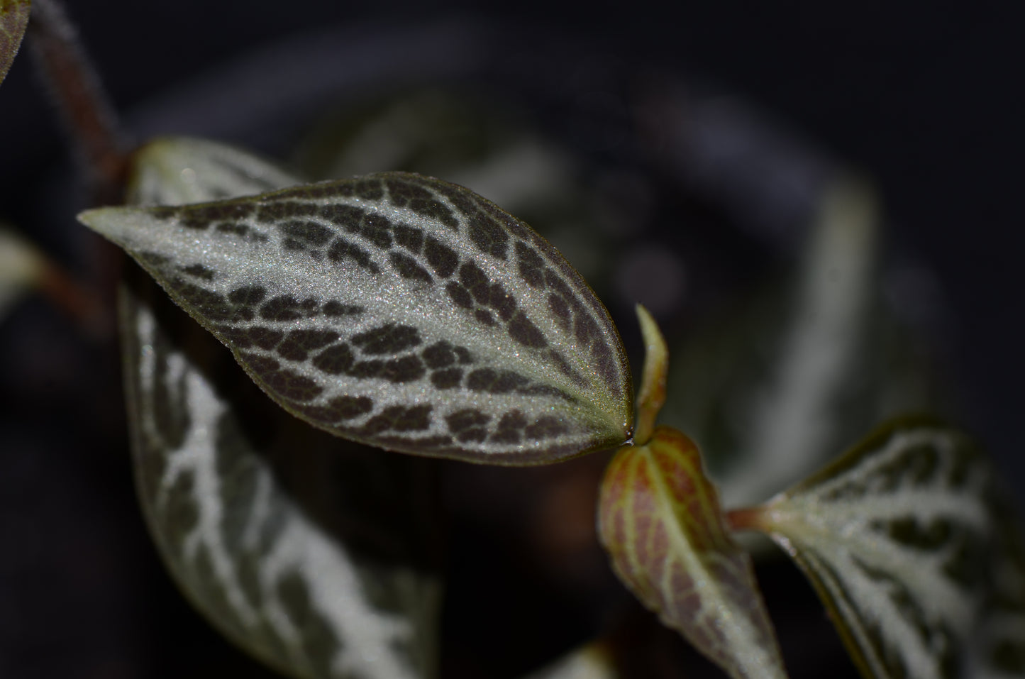 Peperomia aff. bicolor "Ecuador"