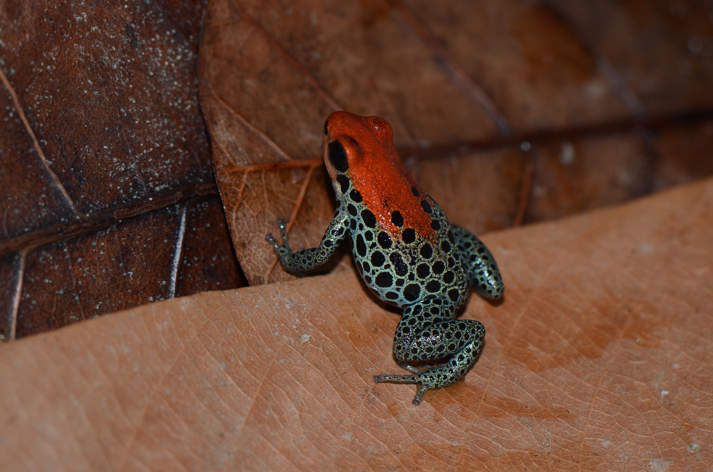 Ranitomeya reticulata "Red Faced"