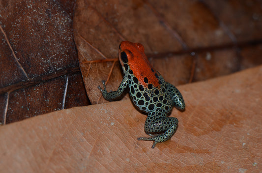 Ranitomeya reticulata "Red Faced"
